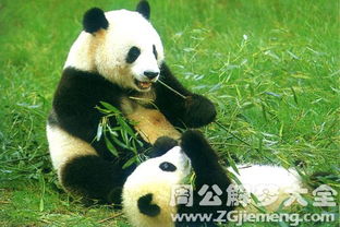 梦到大熊猫是什么意思(梦到大熊猫是什么意思啊?)