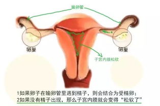 女人健康的晴雨表 姨妈 的正确打开方式,必看 