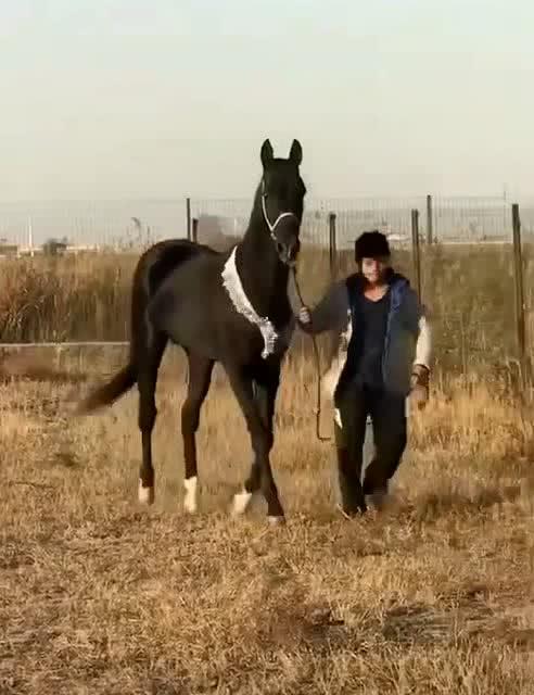 真好,这是我最喜欢的一匹马 