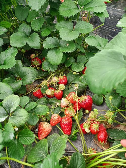 草莓叶子多好不好,草莓处在产果期，叶子疯长，该怎么办