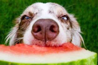 专属狗狗的夏日饮食,凉快一整夏 