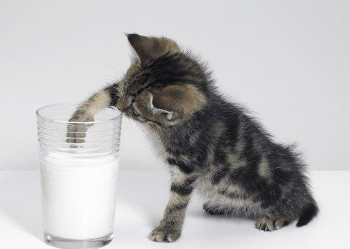 都说猫咪不能喝牛奶,其实小奶猫本身可以喝牛奶