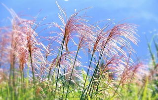 芦草和芦苇的区别,为什么有水的地方就有芦草？