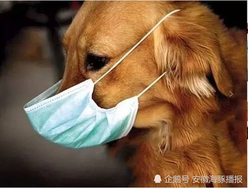 震惊 一条宠物狗新冠肺炎检测呈弱阳性,网友 卫健委早有声明