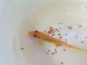 家里的金苔鼠不知道怎么回事,最近不吃东西,之后就很瘦,在鱼缸里就趴在角落,把它拉出来喂它吃东西也不 