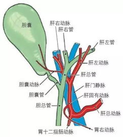 腹部动脉血管解剖图 搜狗图片搜索