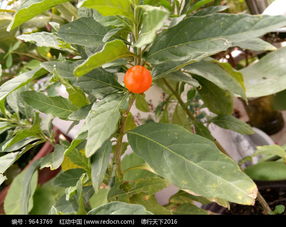 一颗橙色小果实高清图片下载 红动网 