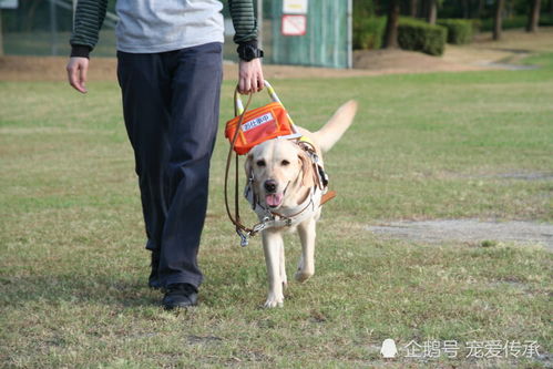 因爱犬相继离世,女孩不再养狗,只训练导盲犬,每年都要泪崩一次