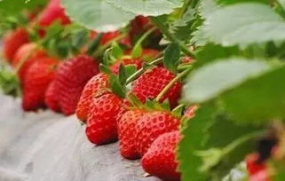 与草莓有关的4大谣言,你可曾听说 