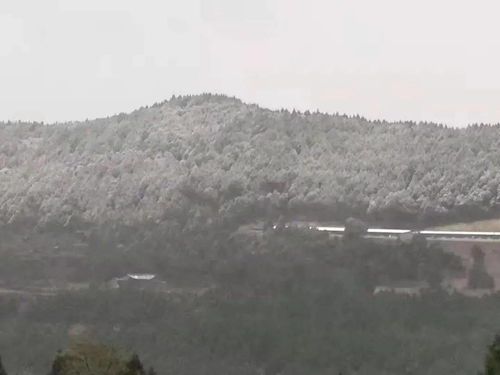 下雪了 南部的第一场雪来啦