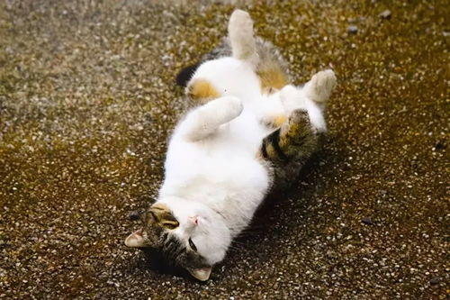 猫咪躺在地上撒泼打滚,不止卖萌,还有这6点理由