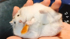 小仓鼠啃玉米