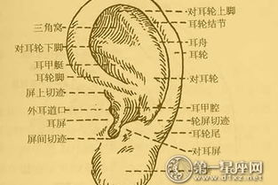 耳轮和耳廓区别 耳朵内与外的不同 