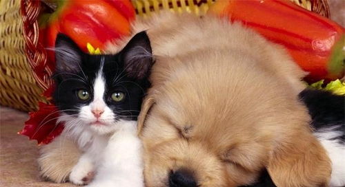 猫和狗是天生的敌人 只要方法用对,猫狗也能和平相处