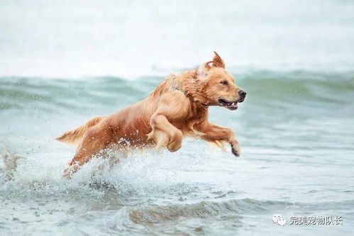 水性 最好的5种狗狗,每只都能 乘风破浪 ,你家有上榜吗