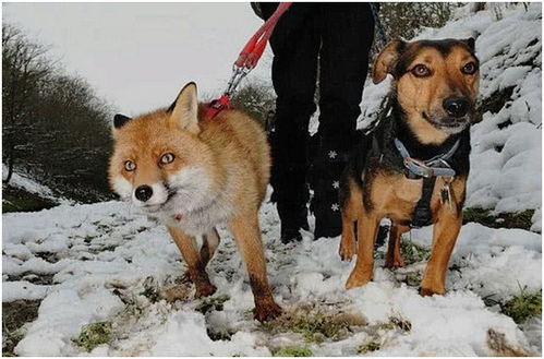外国女子捡回一只狐狸,将它跟狗狗养在一起,几年后让人傻眼了