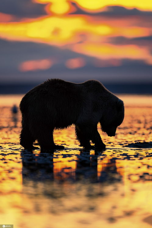 美国阿拉斯加州棕熊觅食 沐浴日出晨曦中画面唯美 
