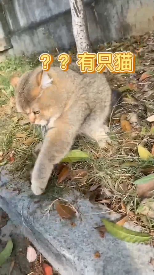 能捡到这么胖的猫,我是该庆幸吗 