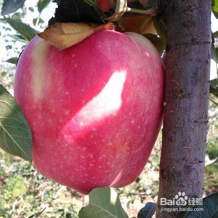 红富士苹果苗新品种有哪些 