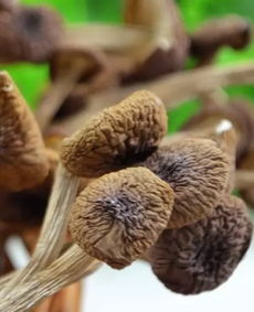 茶树菇的营养价值 茶树菇的营养价值与功效有哪些