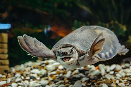 世界第18个海龟日 一起来看看它们可爱的照片,保护自然人人有责
