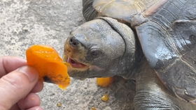 小池养龟 亚巨龟吃什么 亚巨龟的食谱来了,几十种食物任你选