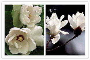 木兰花和玉兰花的区别 木兰花树图片