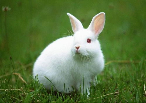 关于兔子的冷知识,看完全面了解兔子