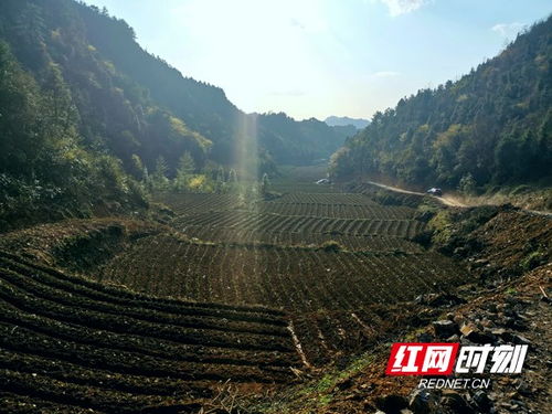 湖南湘西凤凰林峰乡