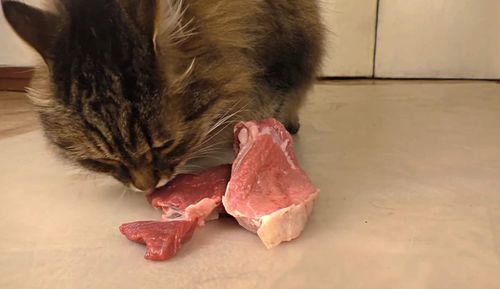猫咪喜欢吃生肉还是熟肉 结果显而易见,镜头记录全过程