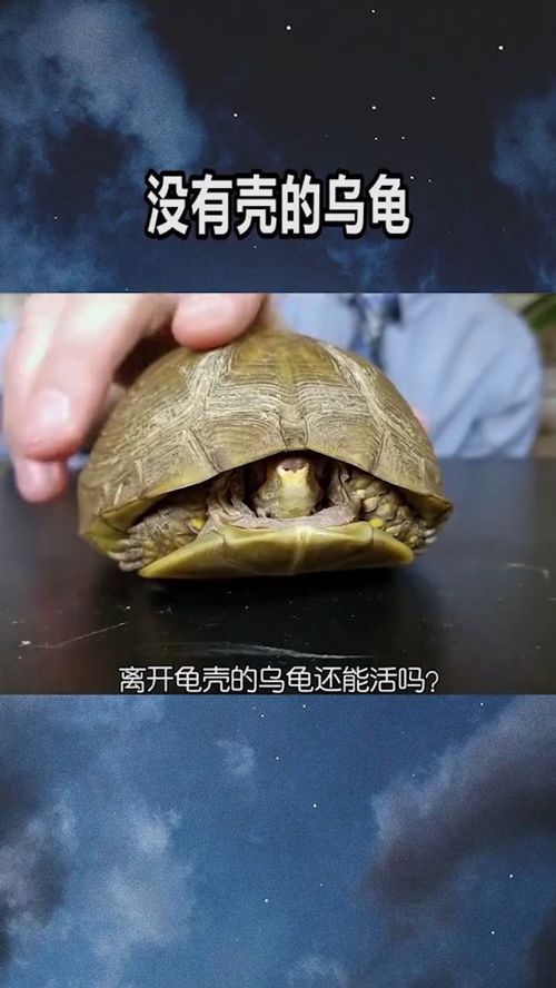 龟壳对乌龟的重要性,你知道吗 