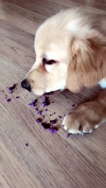 超级爱吃紫薯的狗狗,每次都吃的满地都是 