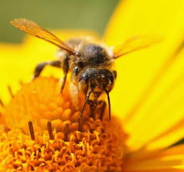神奇的动物世界 蜜蜂也有左右撇子之分 
