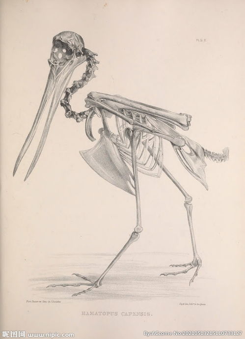 鸟类骨骼图片 