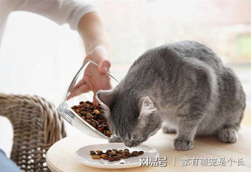 猫吃渴望鸡肉拉稀,猫吃渴望软便有办法么,猫吃渴望软便后拉稀