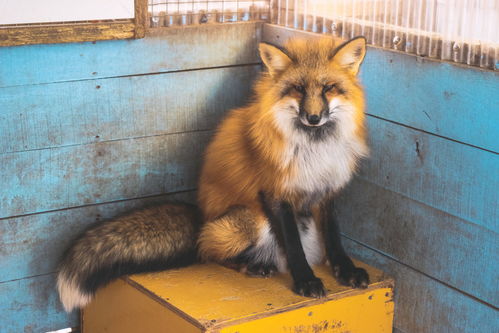 日本这个村庄,藏有100多只赤狐,被当地人称为守护神