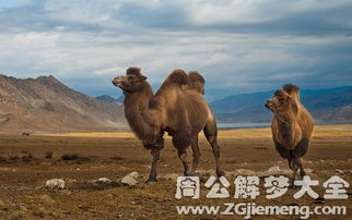 梦见骆驼向沙漠进发洪水(梦见沙漠里的骆驼)