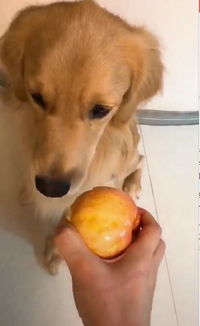 主人假装喂金毛吃苹果,把狗狗直接惹怒了,狗 哼 我不要面子啊