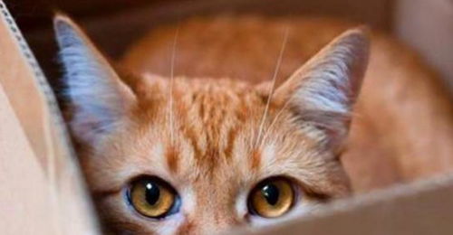 宠物猫快乐的生活,尖尖的耳朵可爱极了 