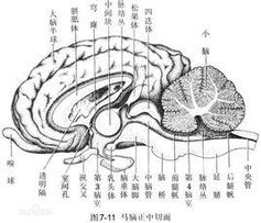 中枢神经系统