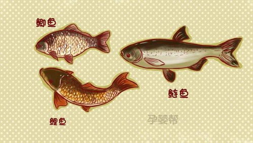 孕期吃这6种鱼,宝宝既聪明又可以好孕到底