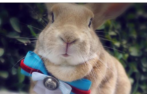 荷兰兔是一种胆小的动物,突然喧闹声,会产生恐惧