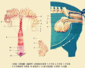 猪大小肠都吃过,但是猪身上的这种 肠 更好吃 少有人吃过 