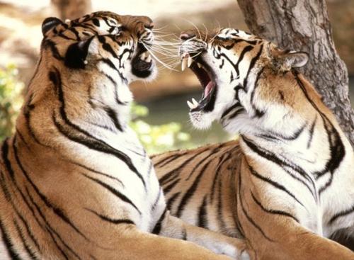 如果猫咪和老虎一样大,能打败老虎吗 猫科动物都不是吃素的