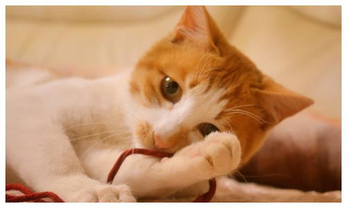 猫像人一样患上哮喘该怎么办 避免过敏源是关键,猫奴们了解吗