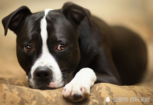 斯塔福犬 世界级烈性猛犬,恶霸犬和比特犬的基因来源