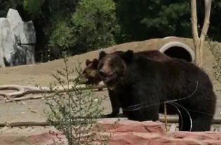 游客每天狂喂100公斤食物 辽宁动物园棕熊惨遭拉肚子