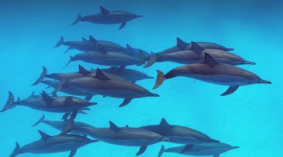 为什么鲨鱼会害怕海豚 海豚到底有什么本事