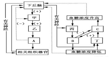 据下图回答问题 1 图中A.B.C.D.E各为什么系统 2 营养物质是如何进入组织细胞.新陈代谢产生的废物是如何排出体外的 题目和参考答案 青夏教育精英家教网 