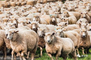 2018后半年养100只母羊需要多少钱 还能挣钱吗 